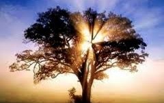 oaks